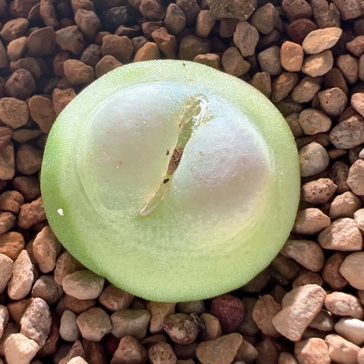 A537.  优选贴地飞四年拉登福利。