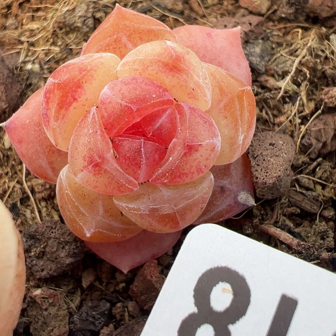 小卡拉米糖心一物一拍14-18