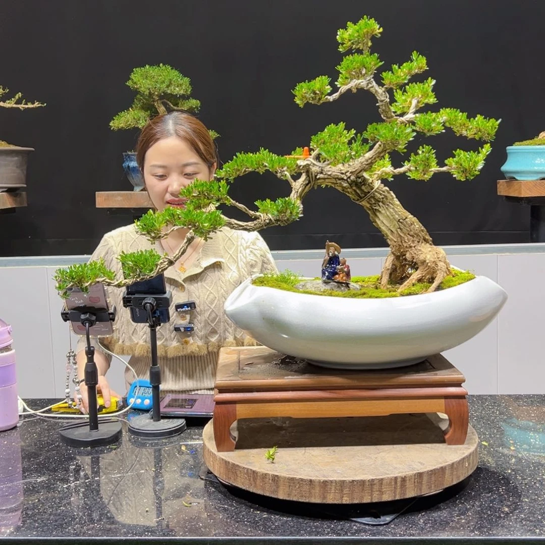 黄杨盆景老桩四季长青