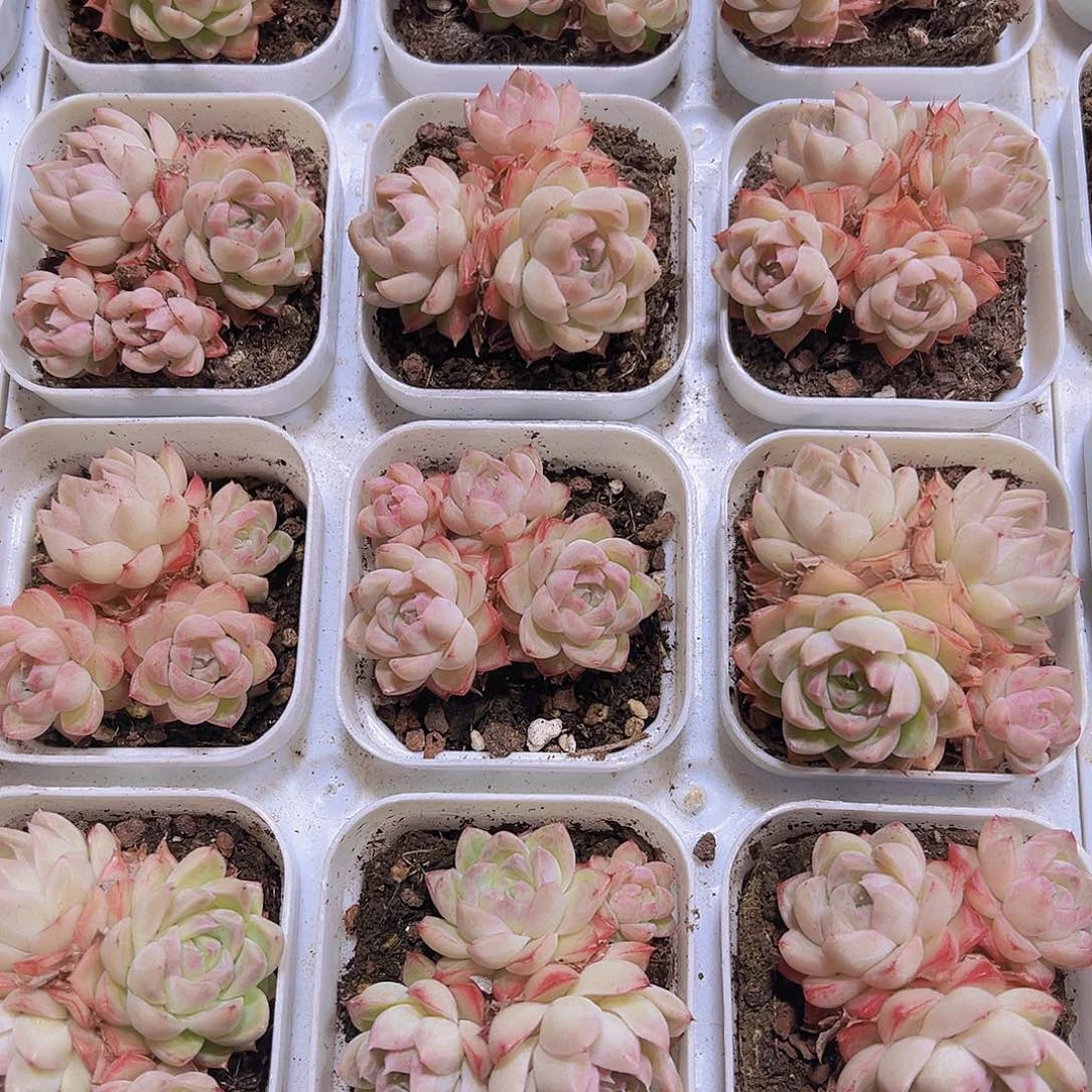 边线女王群19包邮多肉