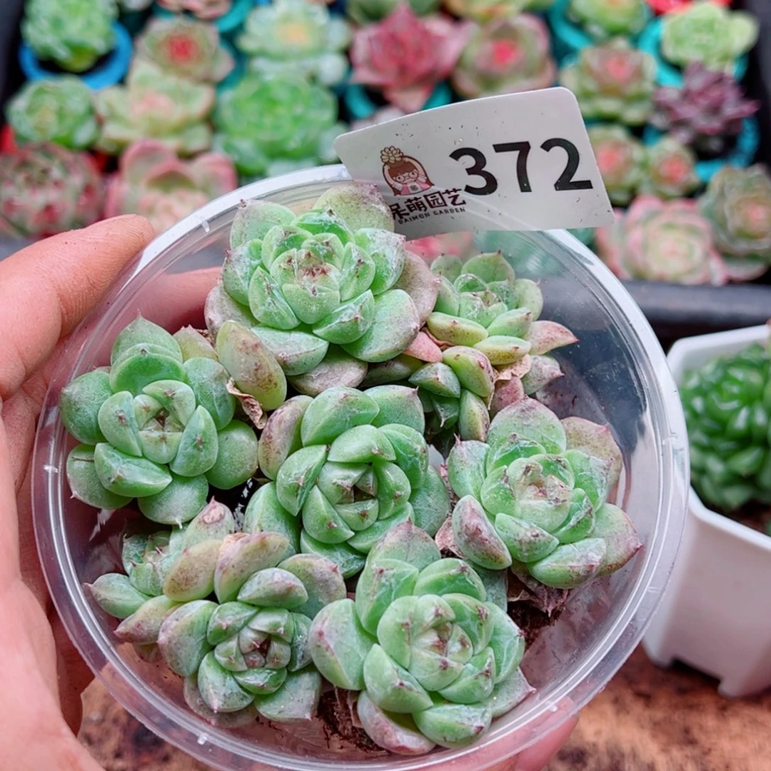 多肉植物多肉植物