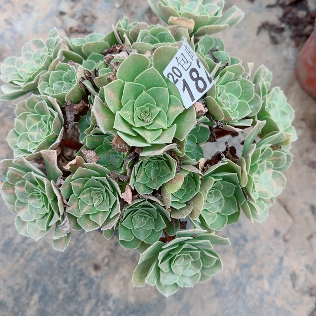 女中182满20包邮断枝不包