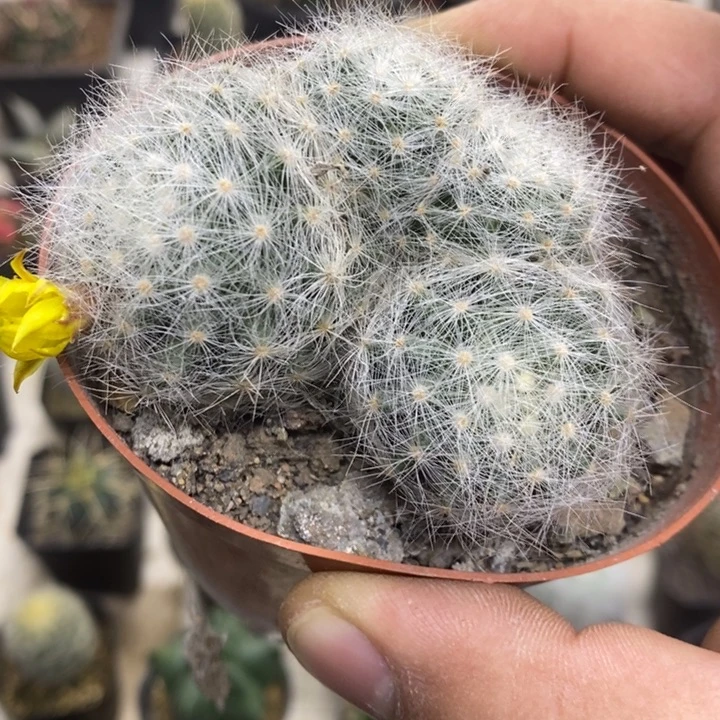 实生芳香丸群特价