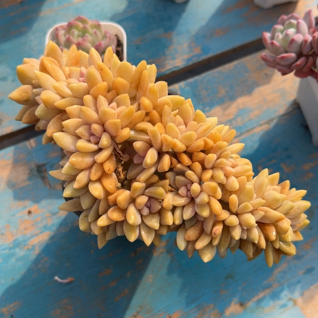 多肉植物一物一拍（21号）