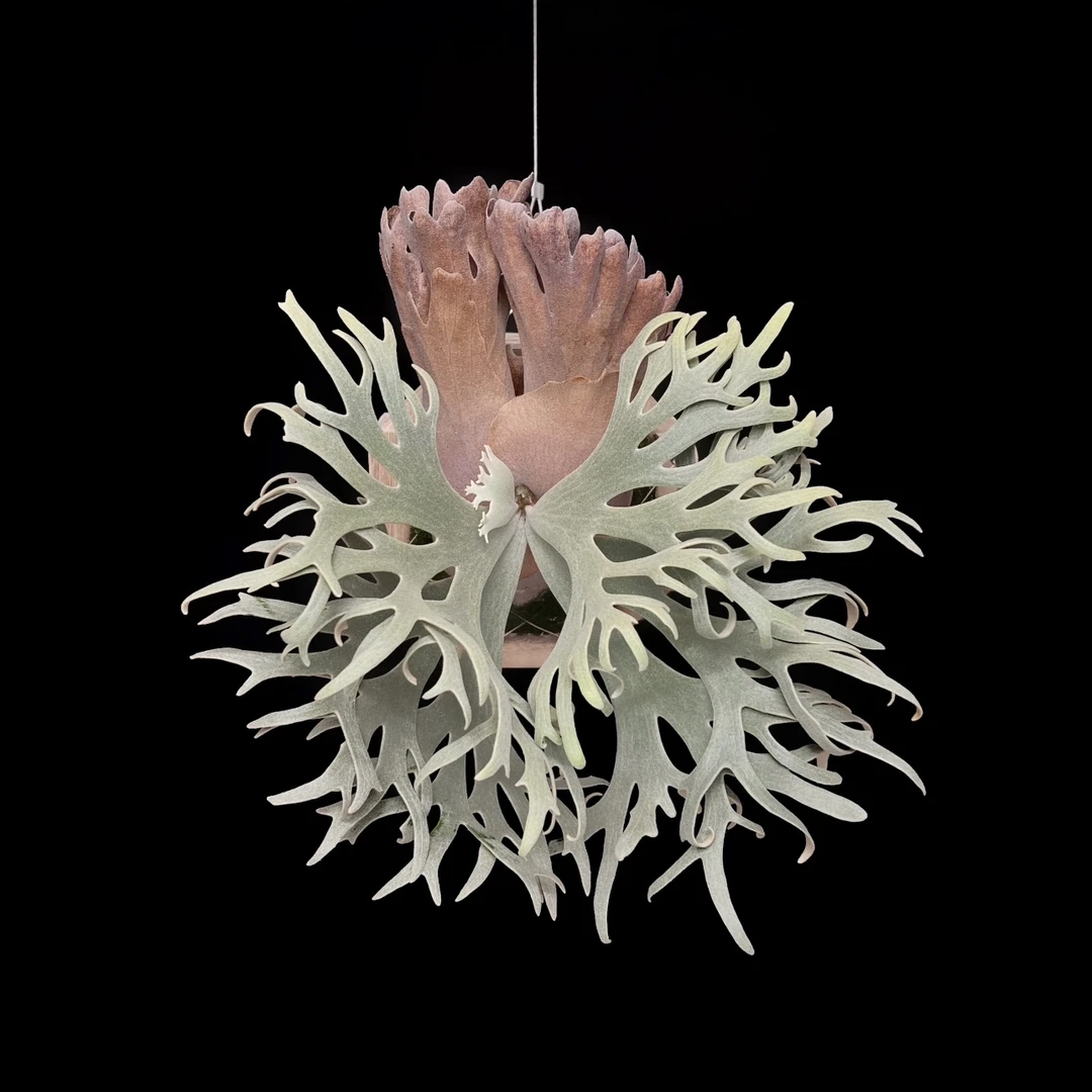 细菌鹿角蕨植侏儒爪哇六大植物之一