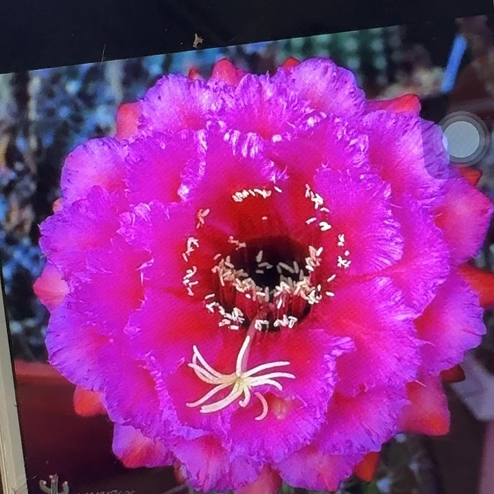 流苏侧芽5公分毛花柱
