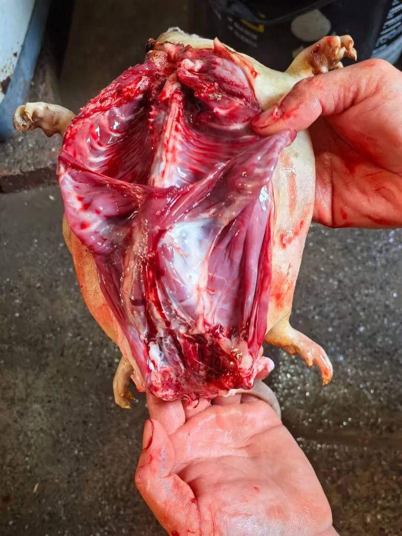 福建新鲜养殖竹鼠表皮微烤净重3斤一只