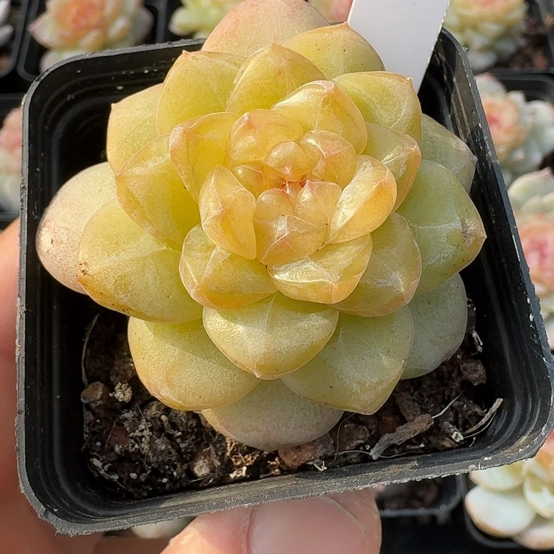 816风花雪月单头多肉植物