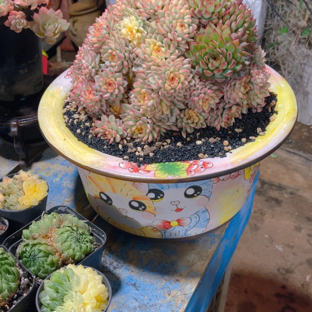 虹***妹多肉植物保护研究所所长的