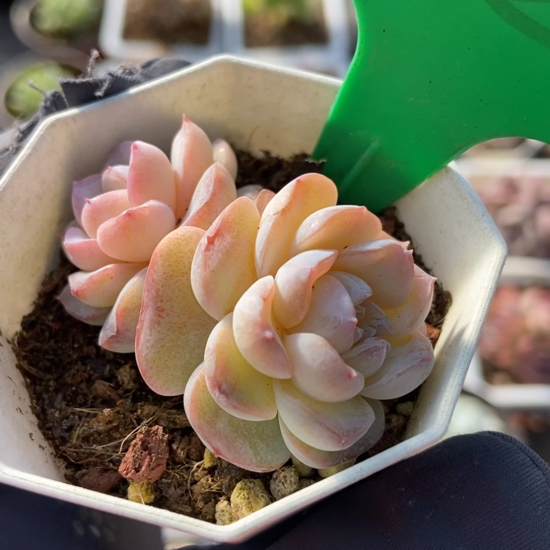 829冰魄duopoly is the多肉