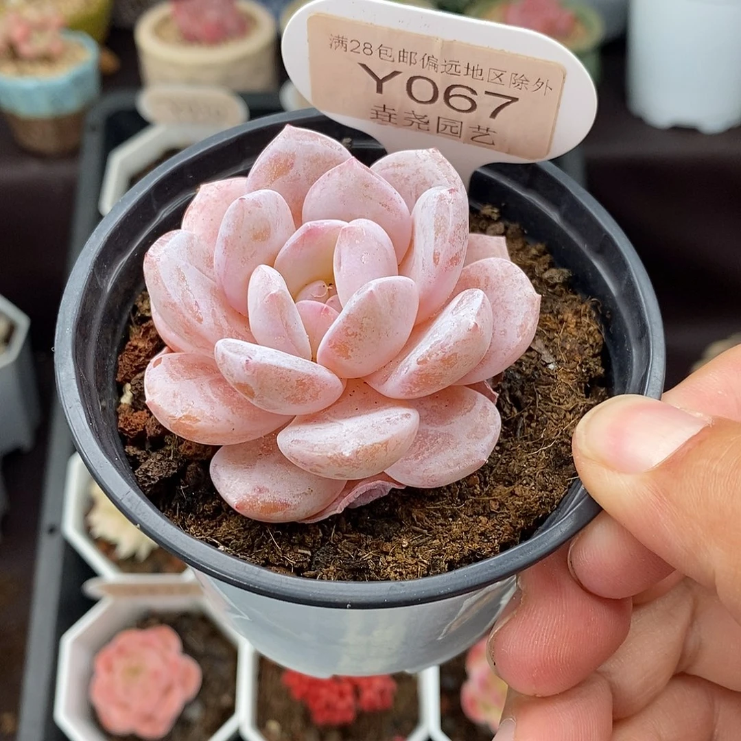 0067 雪梦 6cm 单头