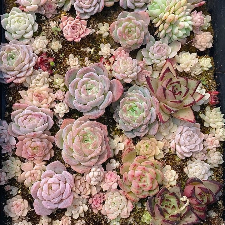 109 多肉植物盆栽花卉植物