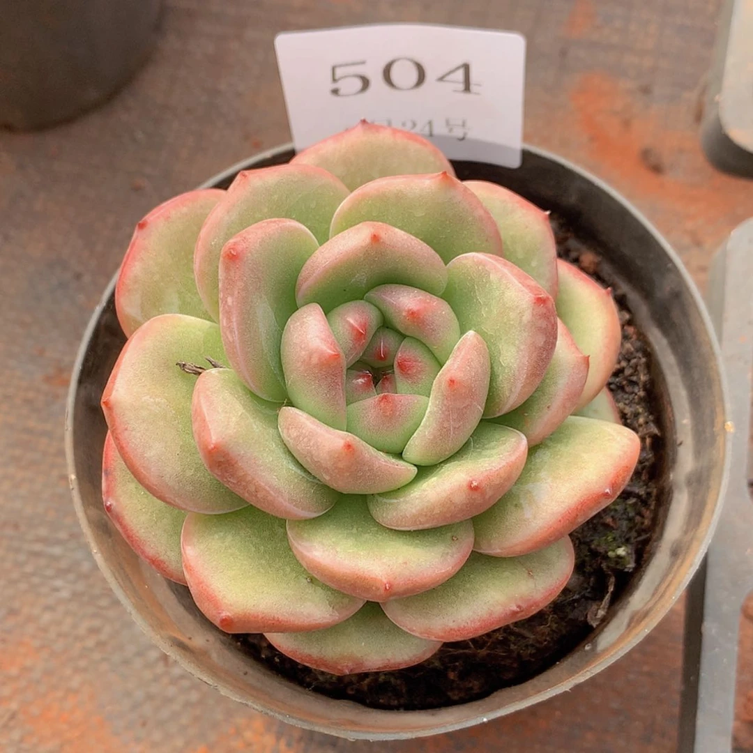 【闪购商品】云504号香槟杂8厘米