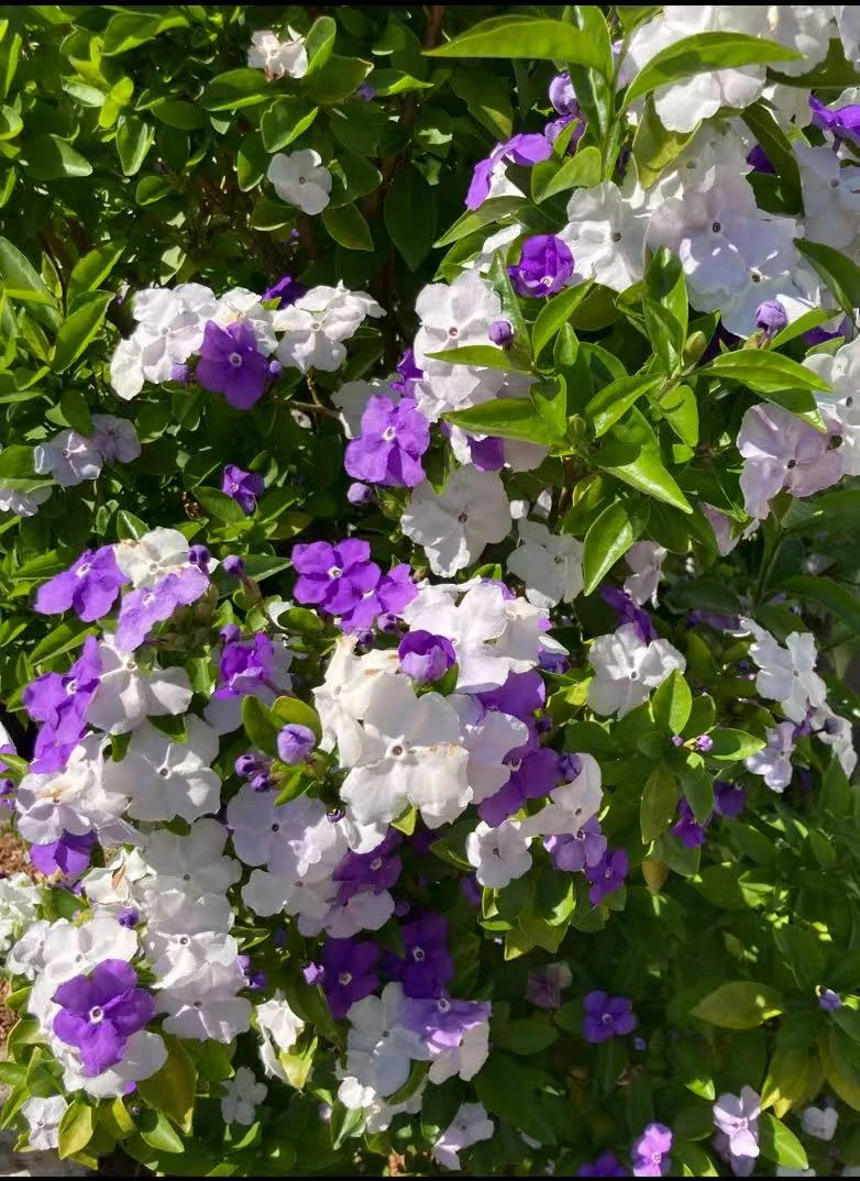 鸳鸯双色茉莉2加仑四季开花浓香型观花绿植喜光新手易养护
