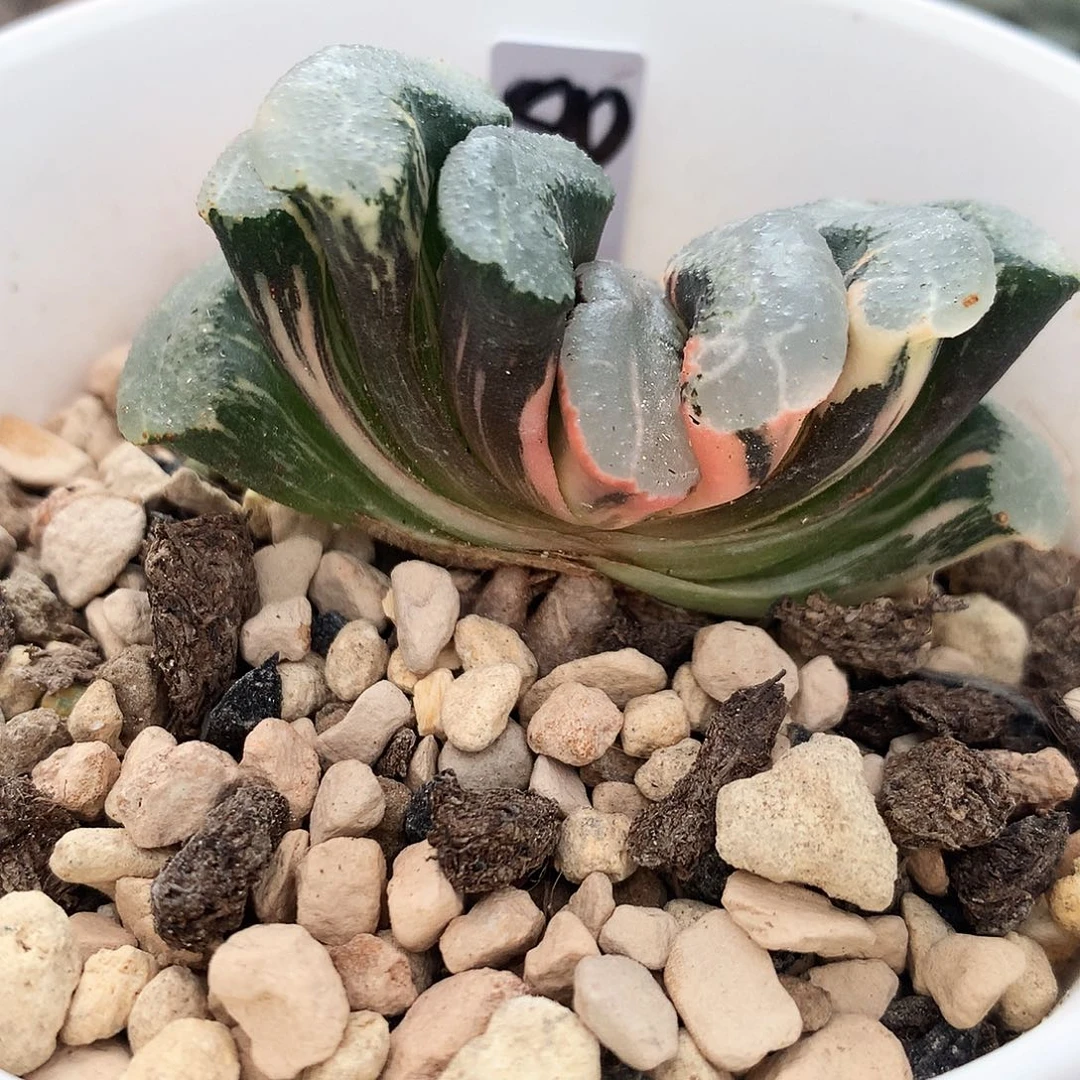玉扇锦，一物一拍，带盆带土