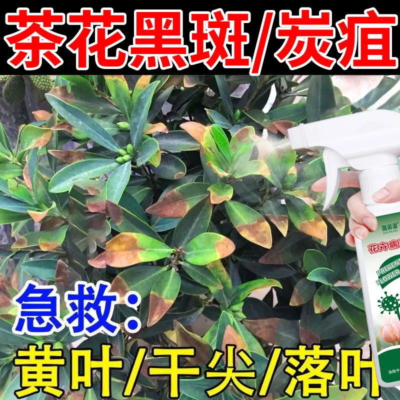 茶花黑斑炭疽病专用黄叶叶子黑色斑点焦尖枯萎霜霉叶斑干尖营养液