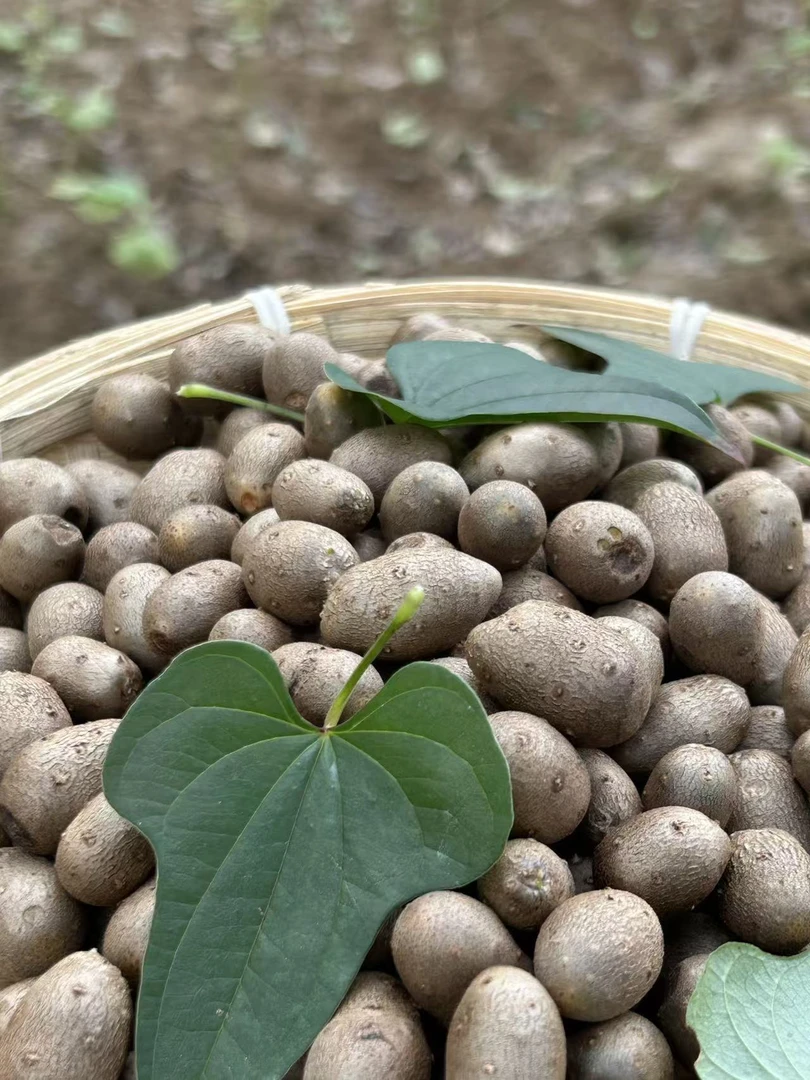 【山药豆】湖北恩施利川高山团堡山药豆可炸可炒可炖可烤串现摘现发