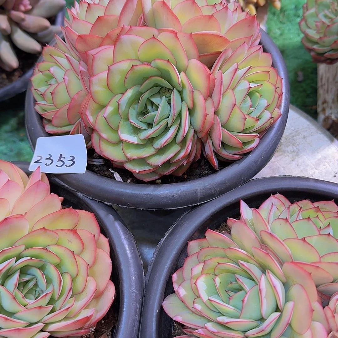 琪*2353牡丹亭多肉植物