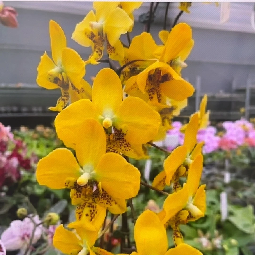 全部花苞3.5寸雅风黄史花苞株