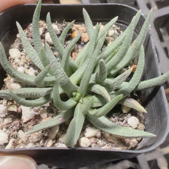 美杜莎精品多肉植物