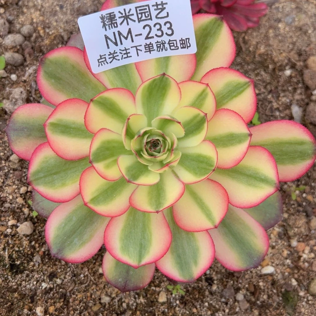 荔枝多肉植物233