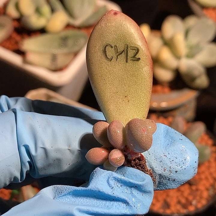 彩虹奶酪锦za j多肉植物