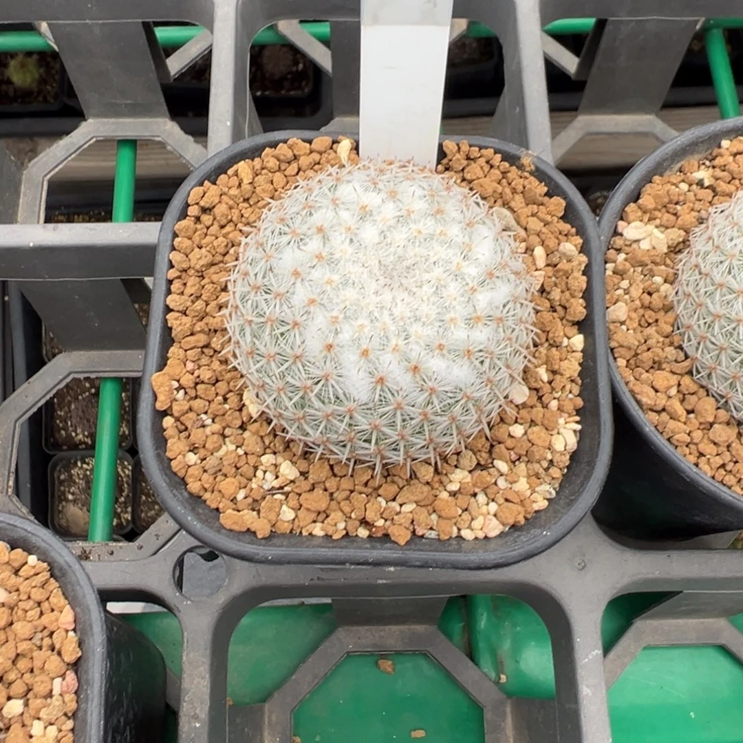 330实生根短刺希望丸多肉植物带盆土