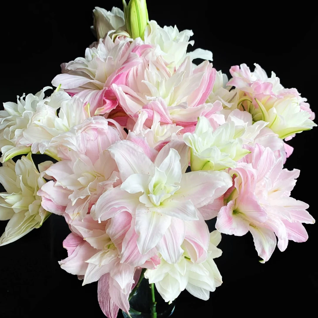 【花领域】 莲花春天 重瓣香水百合 同地址两单顺丰包邮