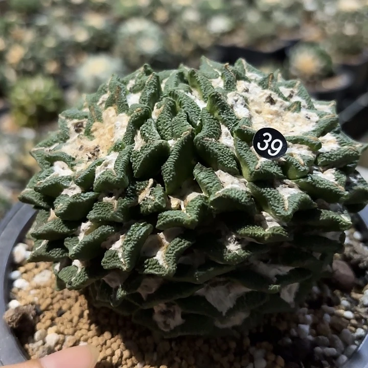 鹧***菜袖蒲苗接落地仙人球39