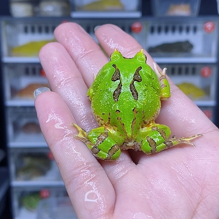 特价秒杀原价买家残