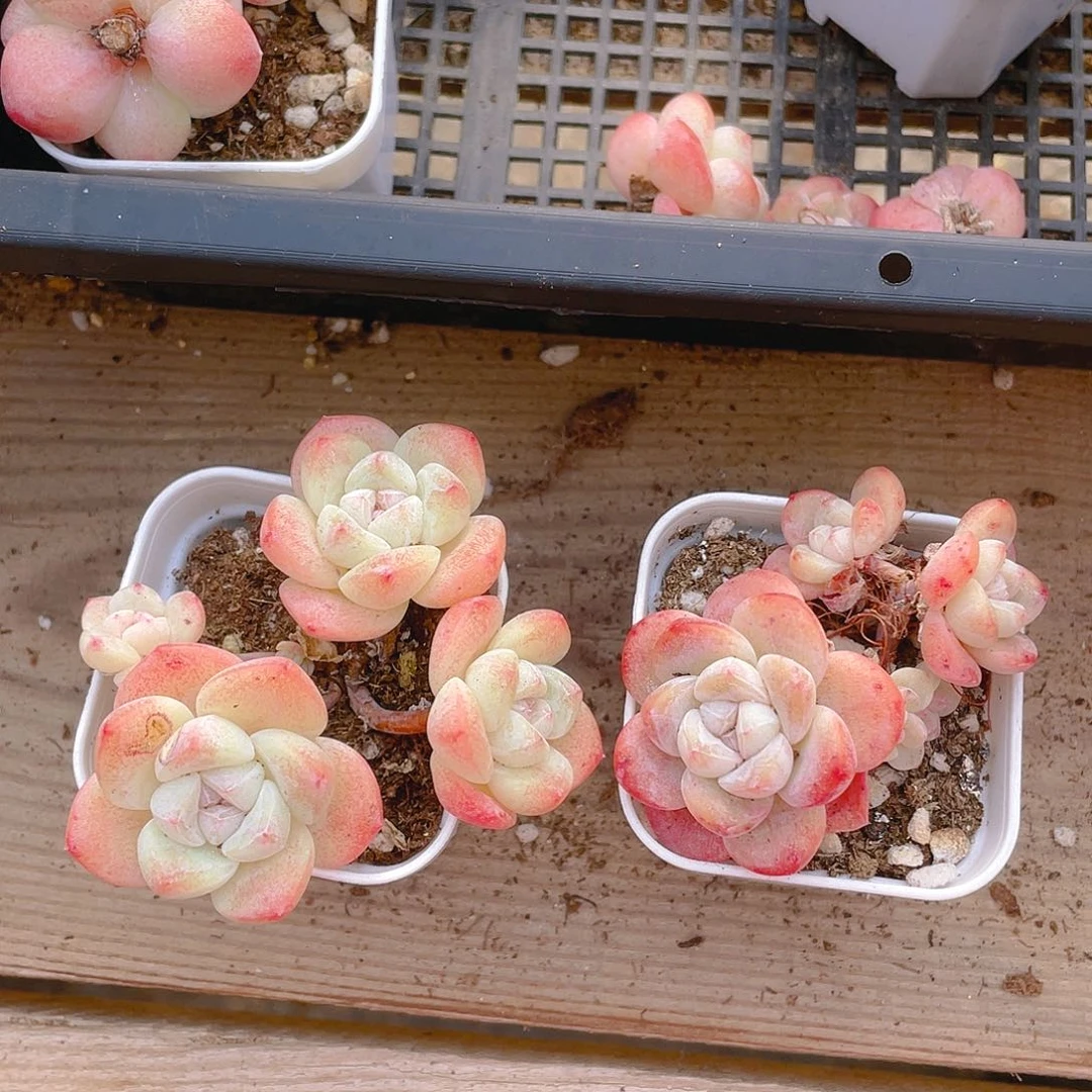 四头杆子冰玉不包整盆一个满25包邮