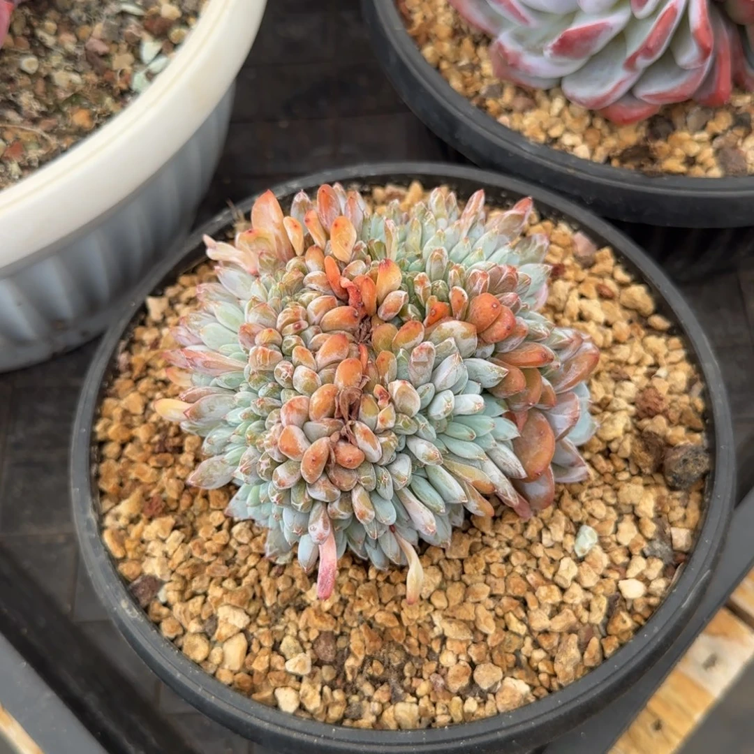 多肉植物一物一拍