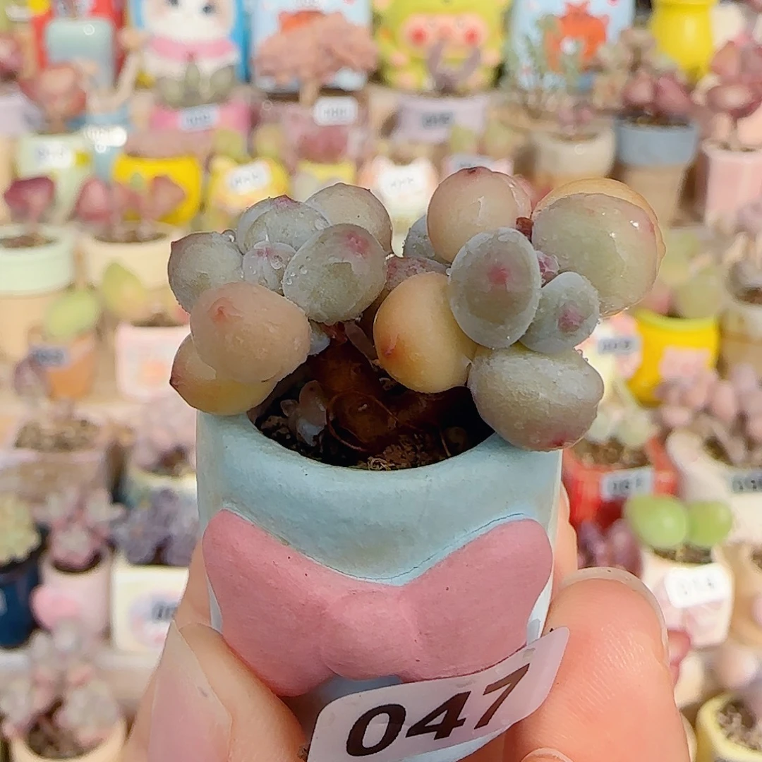 T可爱彩虹奶盆口2cm