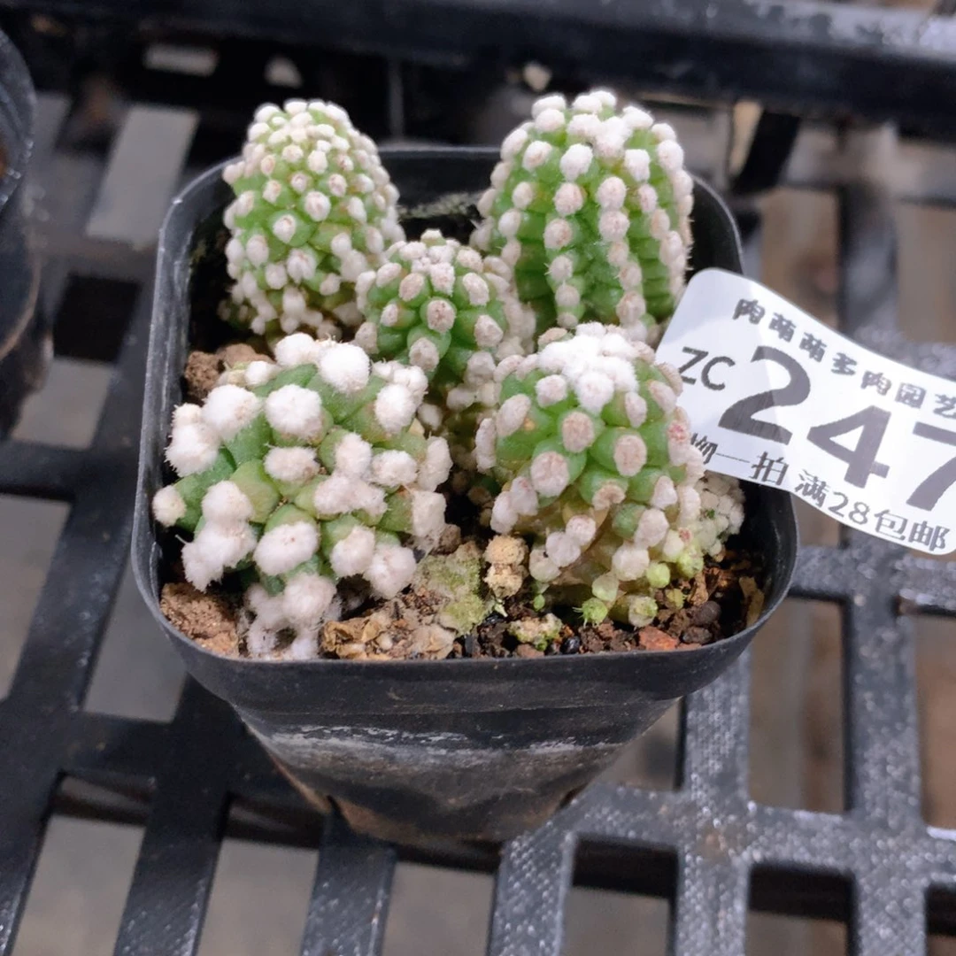 肉萌萌拇指盆精控多肉ZC247