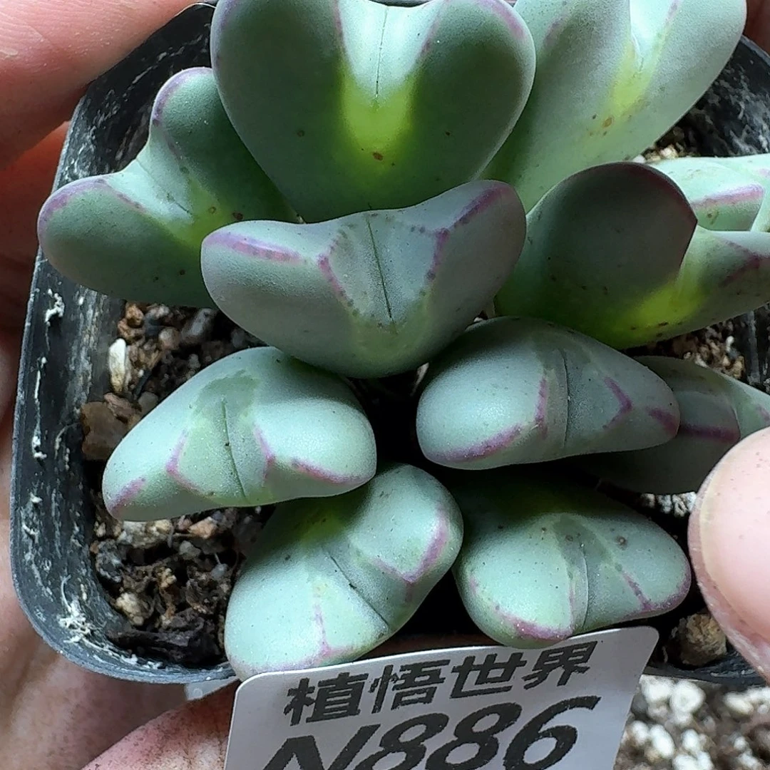 多肉植物的润泽尺寸