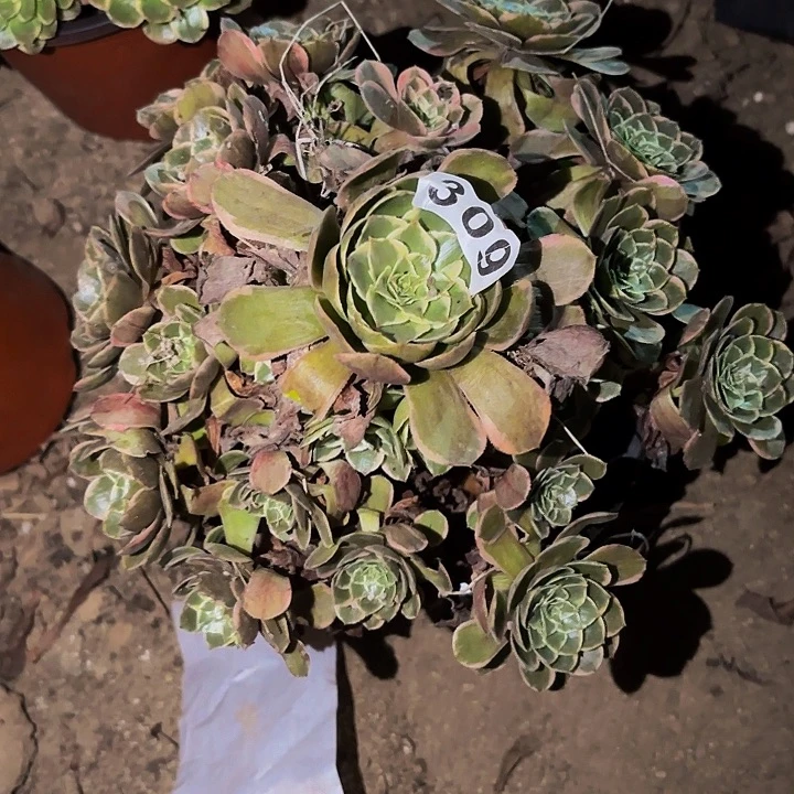 309孔雀翎多肉植物不售后