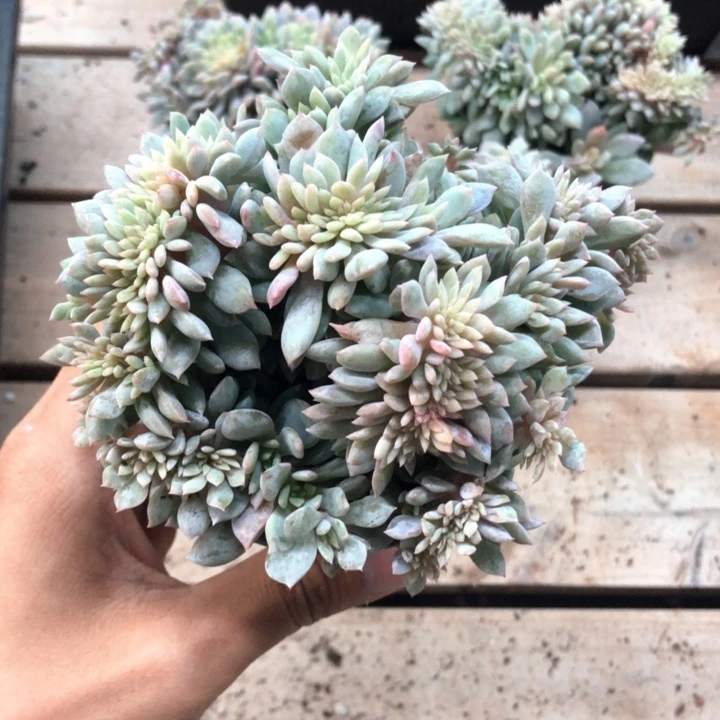 星影高板子缀化481