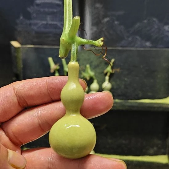 ╰***憶天津嘴儿咕噜咕噜