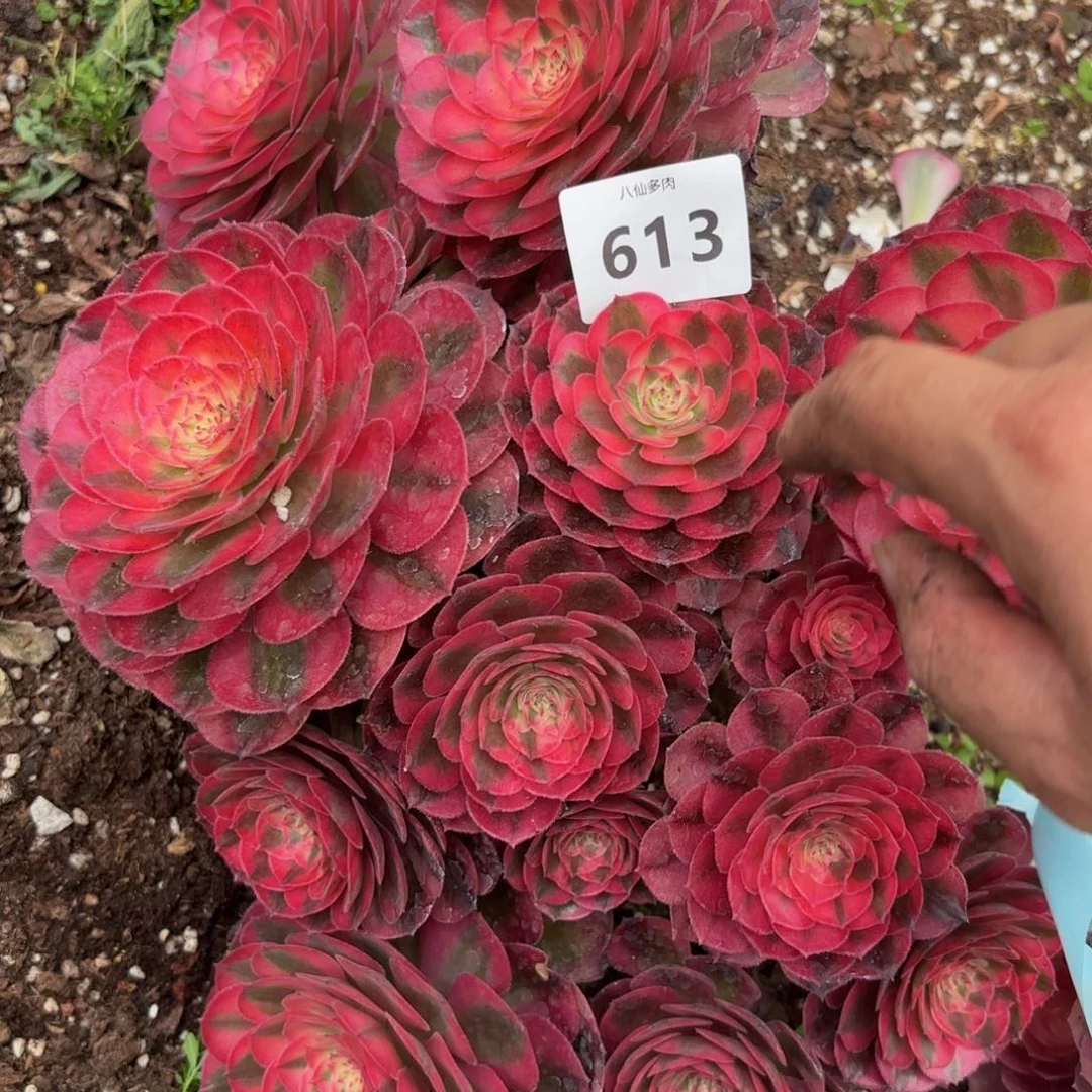 613多肉植物荔枝