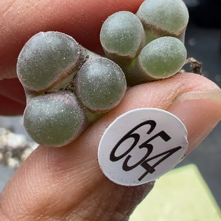 654好爽11福利不代表平时价格