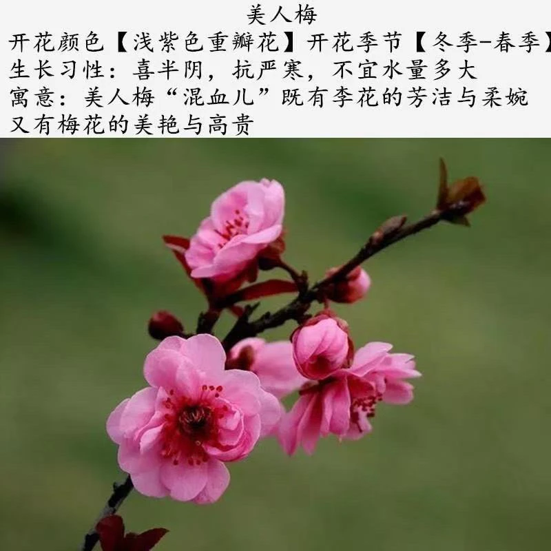 浓香型耐寒梅花老桩盆栽带花苞四季可养花卉绿植（不含盆）