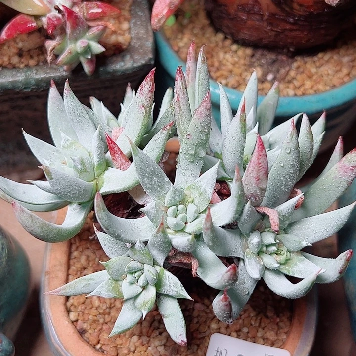 5542奴婢及纳仙女杯多肉