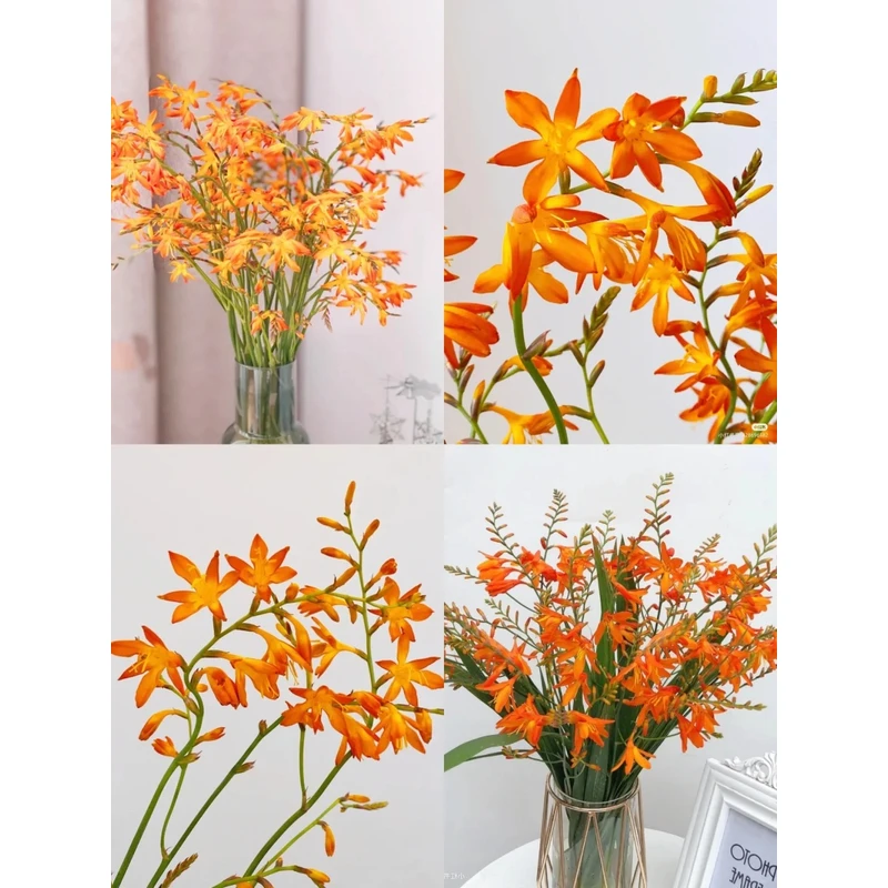 【火焰兰】 一单包邮 云南鲜花昆明基地现采现发