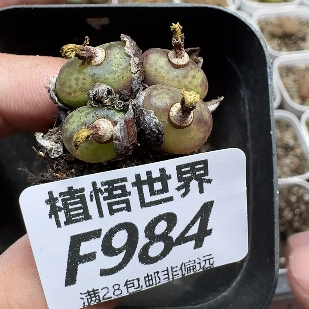 的植物的人生fhjmn