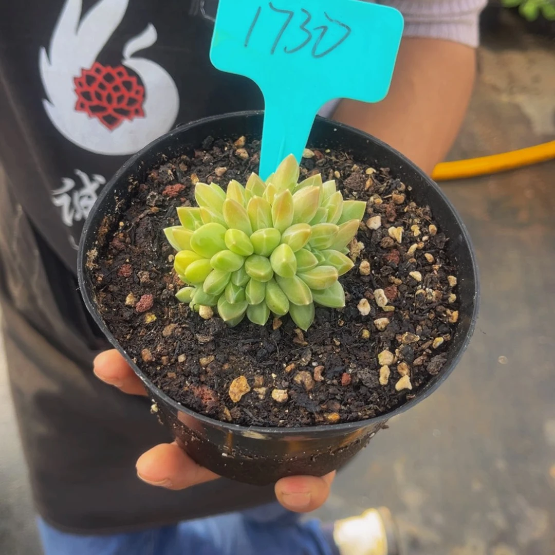 1730号上午多肉植物群生多肉植物