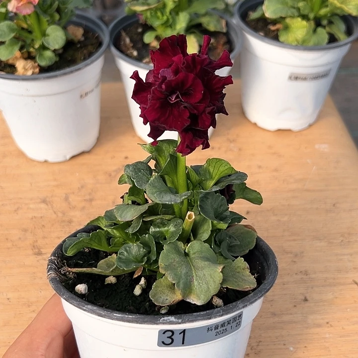 红陶抖音直播闪拍31