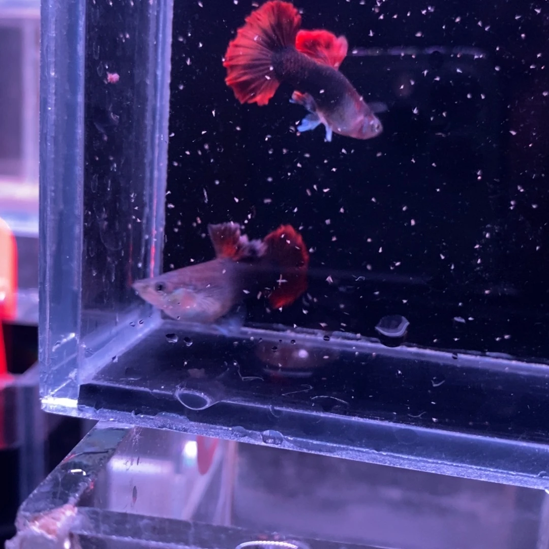 孔雀鱼菊花帆一对