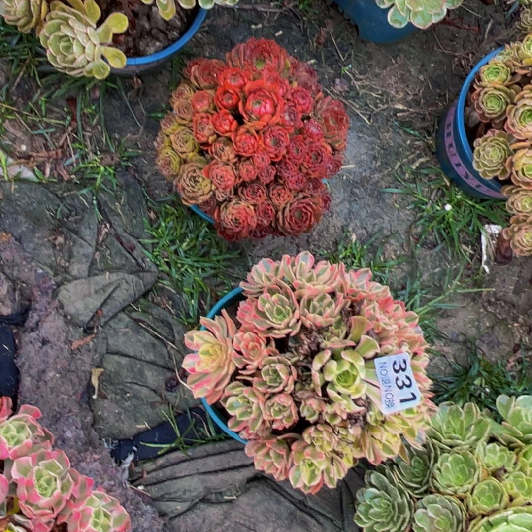 两颗法师朵朵5-5外