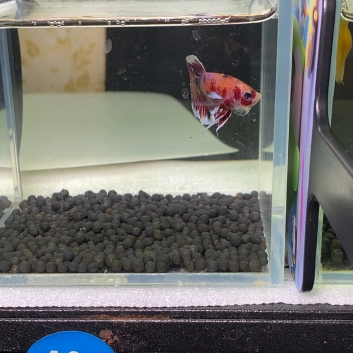 斗鱼泰国斗鱼402号