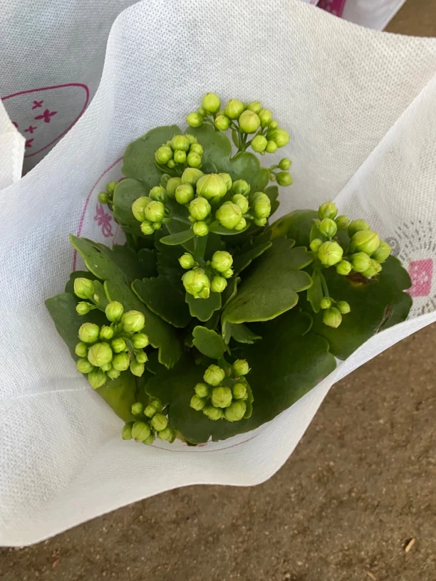 绿包长寿花，花苞发货